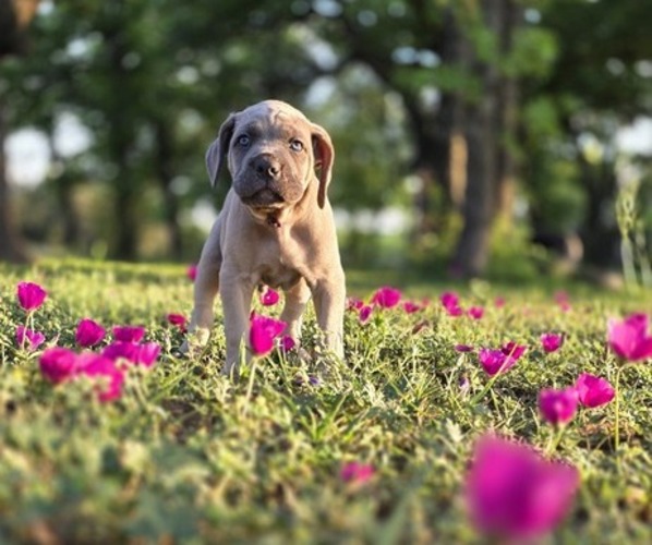 Medium Photo #19  Breeder Profile in BANGS, TX, USA