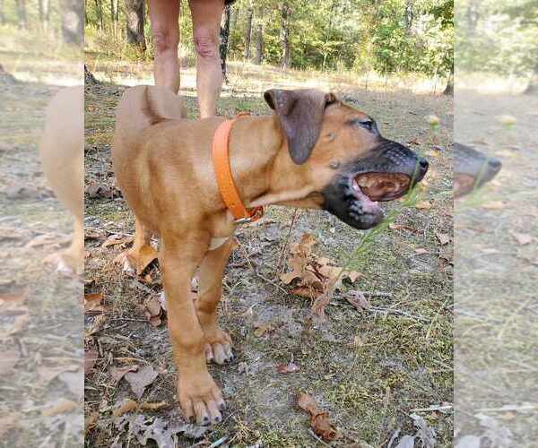 Medium Photo #18  Breeder Profile in ALBA, TX, USA