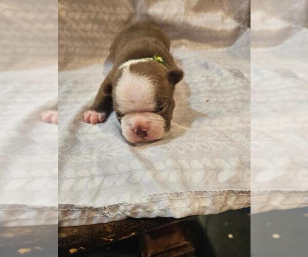 Medium Photo #11  Breeder Profile in BERYL, UT, USA