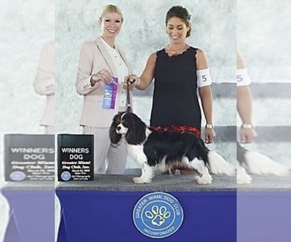 Medium Photo #17  Breeder Profile in MIAMI, FL, USA