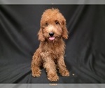 Small #18 Breeder Profile image