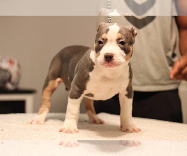 Medium Photo #1  Breeder Profile in MBORO, TN, USA