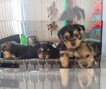 Small #319 Breeder Profile image