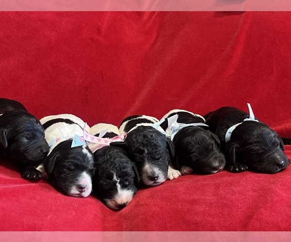 Medium Photo #1  Breeder Profile in SPRINGHILL, LA, USA