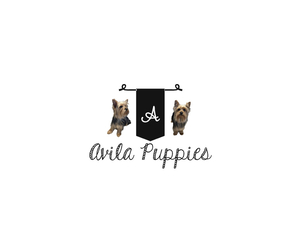 Yorkshire Terrier Dog Breeder near BARNSTABLE, MA, USA