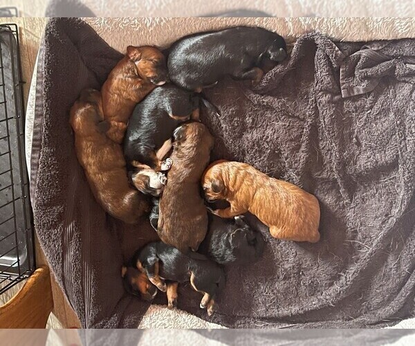 Medium Photo #1  Breeder Profile in BATTLE CREEK, MI, USA
