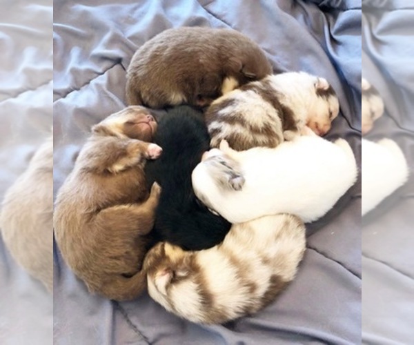 Medium Photo #1  Breeder Profile in TENINO, WA, USA