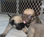 Small breeder photo