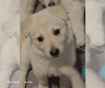 Small breeder photo