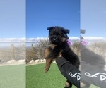 Small #115 Breeder Profile image