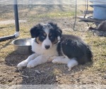 Small #12 Breeder Profile image