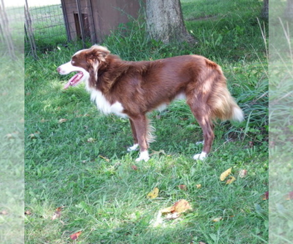 Medium Photo #1  Breeder Profile in CLEAR SPRING, MD, USA