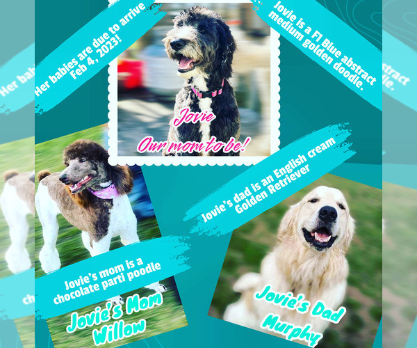 Medium Photo #37  Breeder Profile in HAMPSTEAD, NC, USA