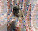 Small #3 Breeder Profile image