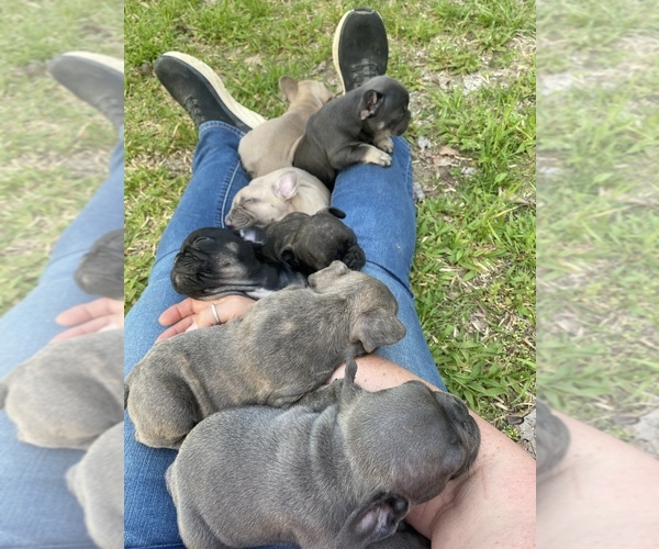 Medium Photo #1  Breeder Profile in MIDLOTHIAN, VA, USA