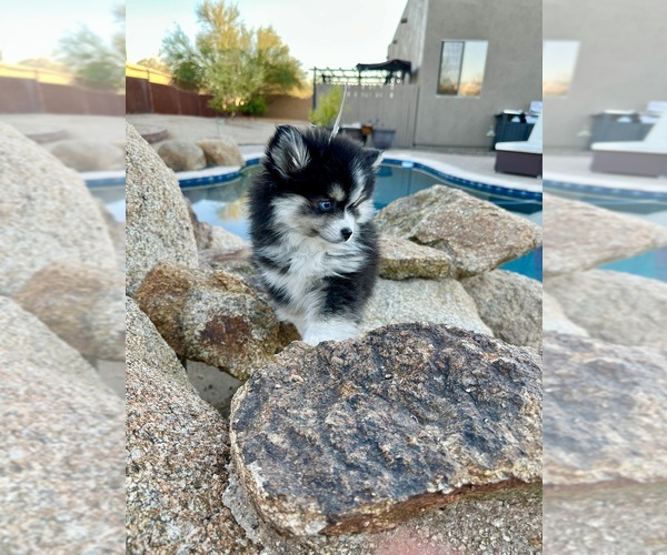 Medium Photo #15  Breeder Profile in CAVE CREEK, AZ, USA