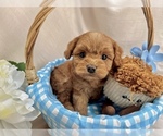 Small #5 Breeder Profile image