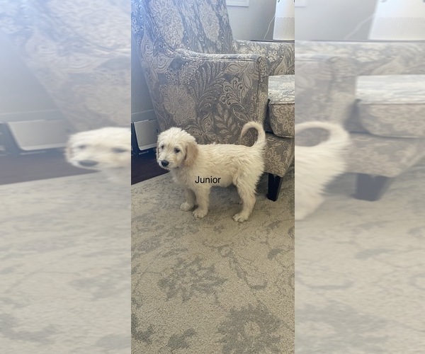 Medium Photo #3  Breeder Profile in PEYTON, CO, USA