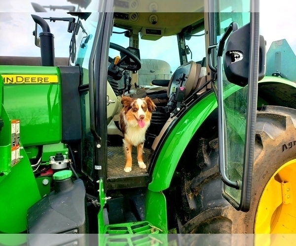 Medium Photo #28  Breeder Profile in DOTHAN, AL, USA