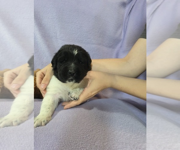 Medium Photo #2  Breeder Profile in BRADYVILLE, TN, USA