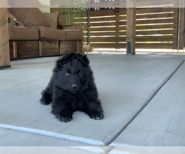 Medium Photo #164  Breeder Profile in PINON HILLS, CA, USA