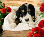 Small breeder photo