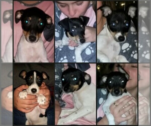 Medium Photo #1  Breeder Profile in SCOTTSVILLE, KY, USA