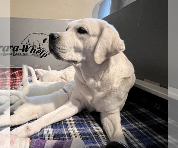 Medium Photo #1  Breeder Profile in LIVE OAK, CA, USA