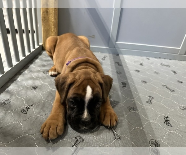 Medium Photo #4  Breeder Profile in CONCORD, NH, USA