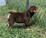 Small Photo #4  Breeder Profile in LAKE WALES, FL, USA