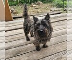 Small #9 Breeder Profile image