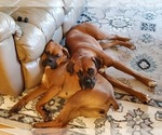 Small breeder photo