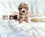 Small #32 Breeder Profile image