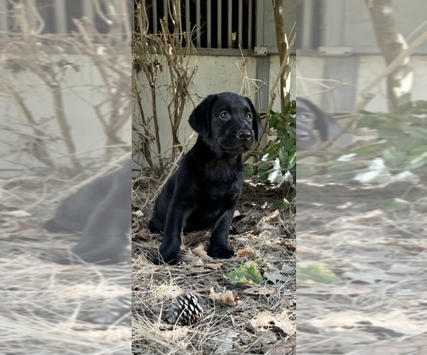 Medium Photo #1  Breeder Profile in TEMECULA, CA, USA