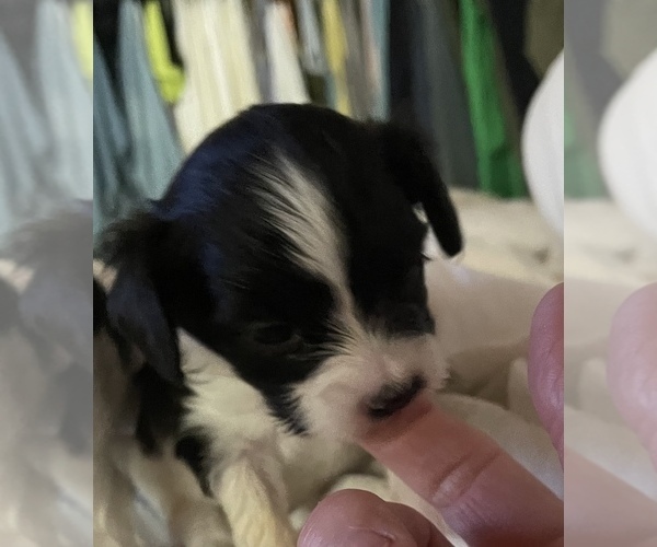 Medium Photo #1  Breeder Profile in ALTADENA, CA, USA