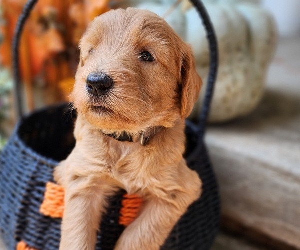 Medium Photo #13  Breeder Profile in WACO, TX, USA