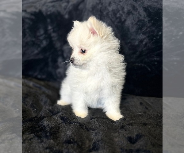 Medium Photo #1  Breeder Profile in TEMECULA, CA, USA