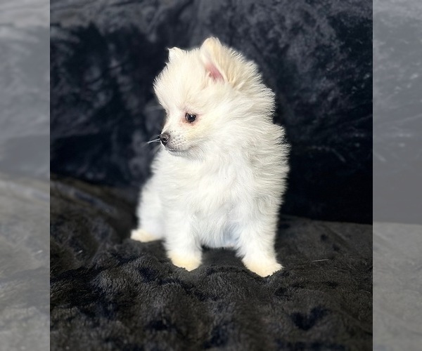 Medium Photo #1  Breeder Profile in TEMECULA, CA, USA