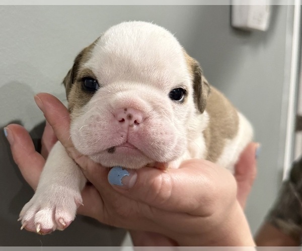 Medium Photo #10  Breeder Profile in EVEREST, KS, USA