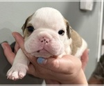 Small #9 Breeder Profile image