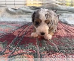 Small breeder photo