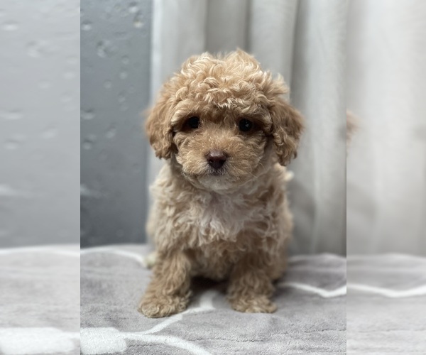 Medium Photo #1  Breeder Profile in CINCINNATI, OH, USA