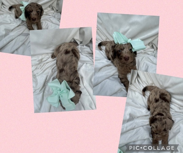 Medium Photo #3  Breeder Profile in CHARLOTTE, NC, USA