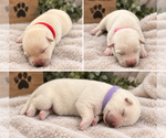 Small breeder photo