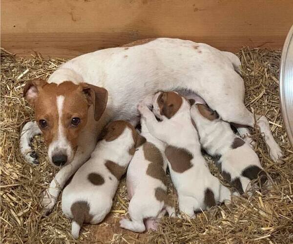 Medium Photo #12  Breeder Profile in KINGSVILLE, MO, USA