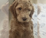 Small #8 Breeder Profile image
