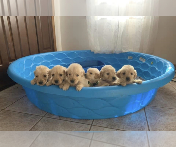 Medium Photo #1  Breeder Profile in CAMBRIDGE, OH, USA