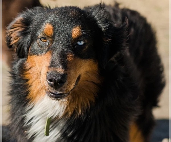 Medium Photo #1  Breeder Profile in GRANDVIEW, TX, USA