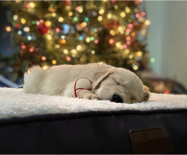 Medium Photo #1  Breeder Profile in MODESTO, CA, USA