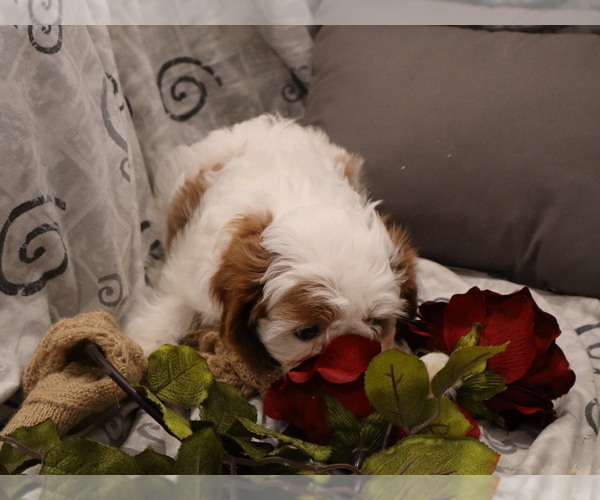Medium Photo #6  Breeder Profile in THORP, WI, USA
